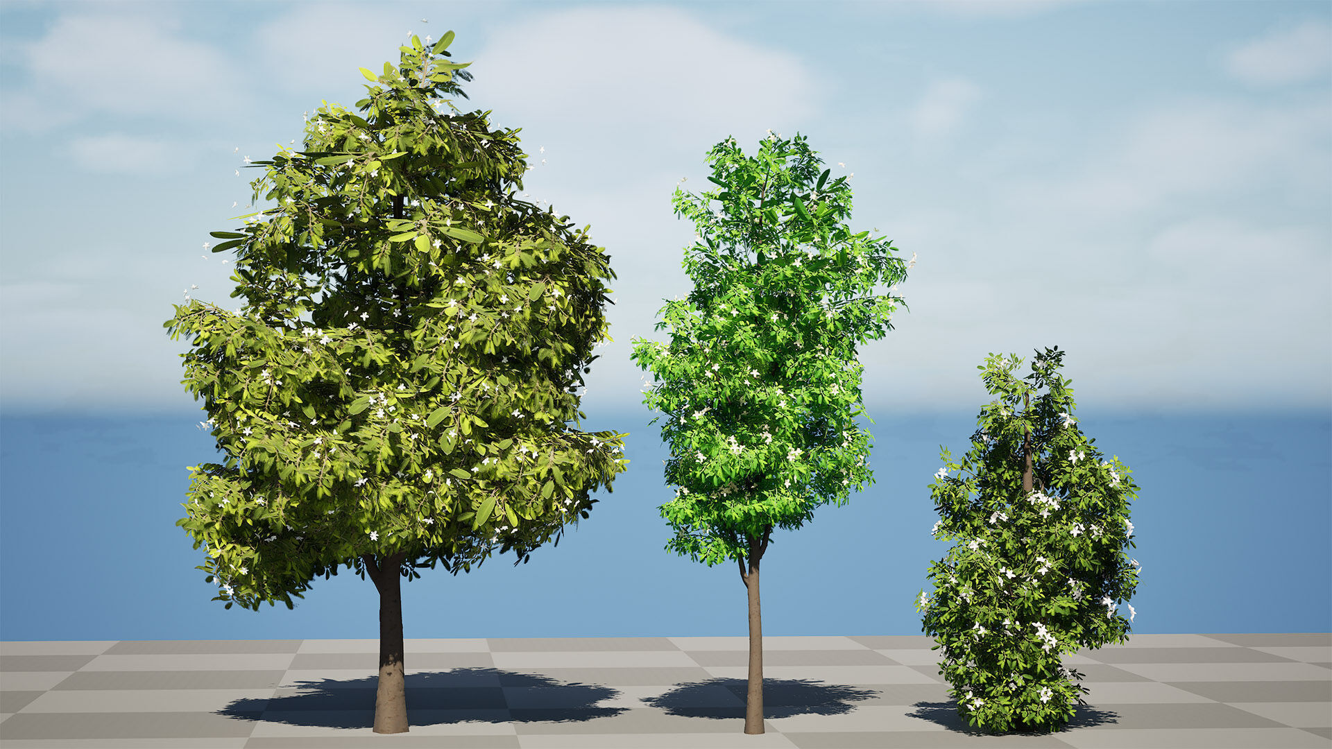 Australian Lemon Myrtle Tree 3D Model Low-poly 3D model_8