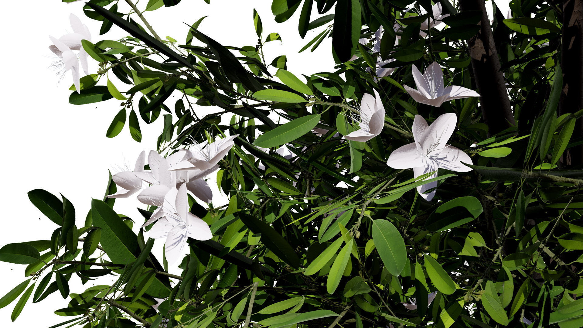 Australian Lemon Myrtle Tree 3D Model Low-poly 3D model_7