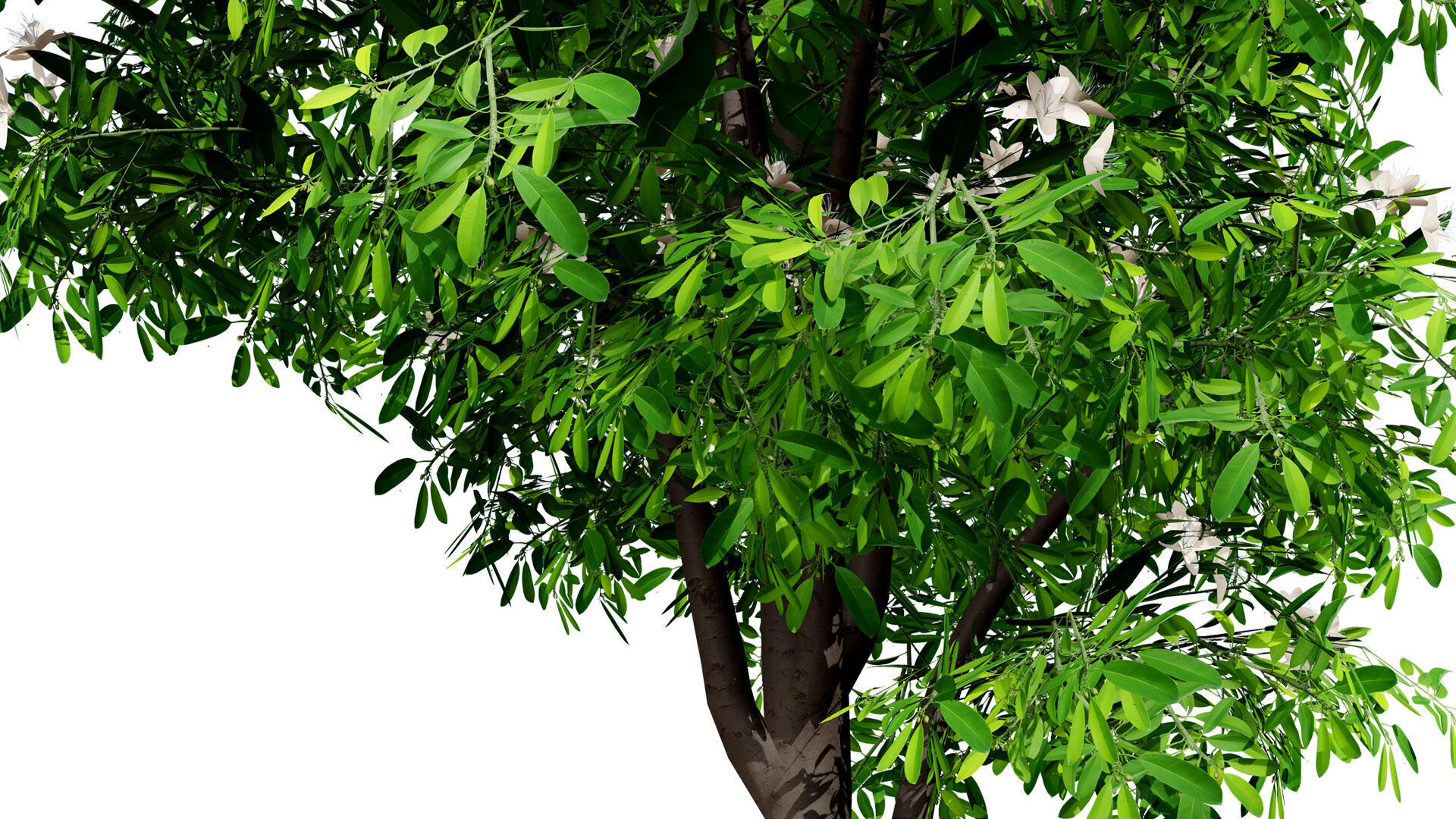 Australian Lemon Myrtle Tree 3D Model Low-poly 3D model_5