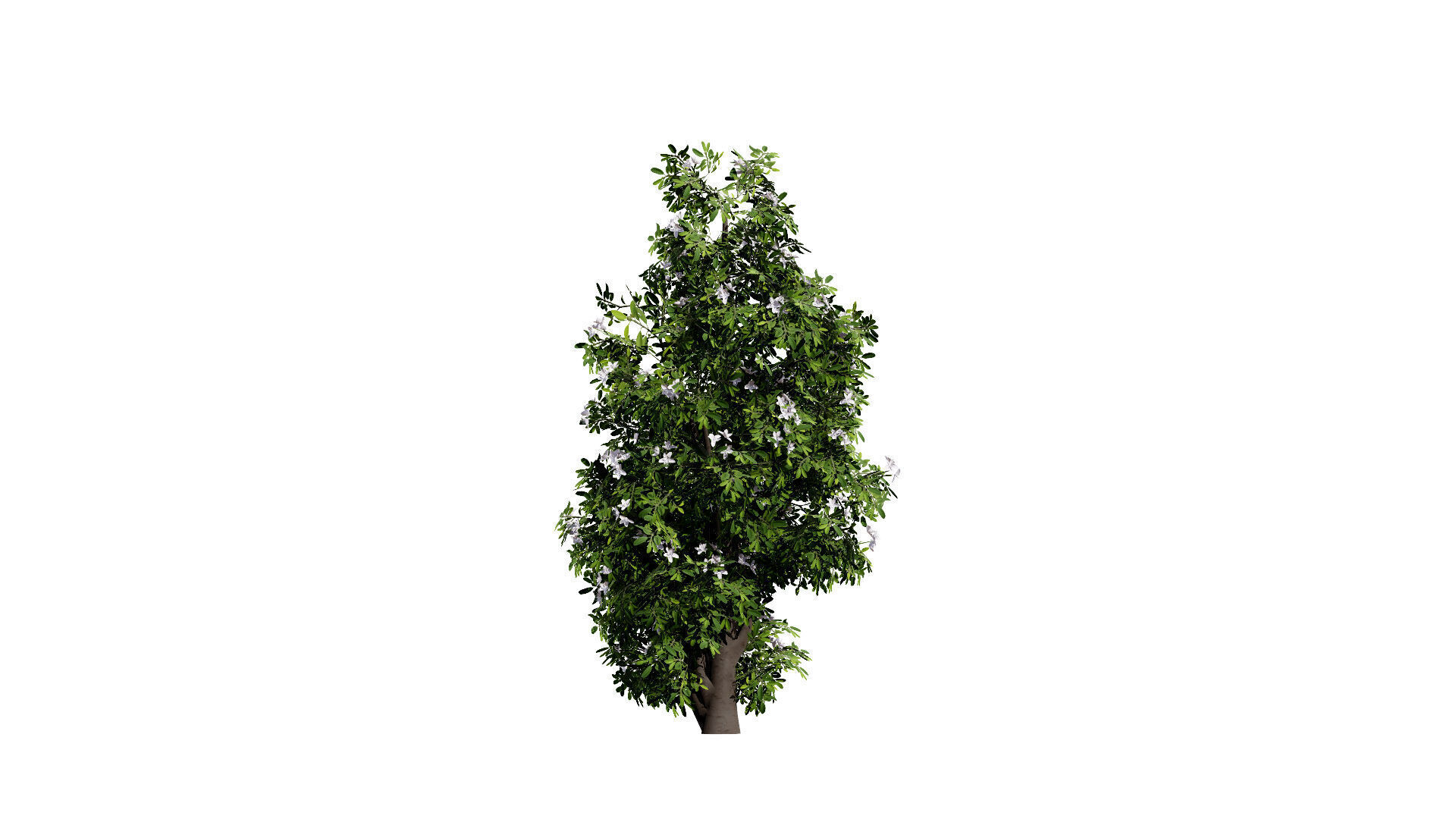 Australian Lemon Myrtle Tree 3D Model Low-poly 3D model_6
