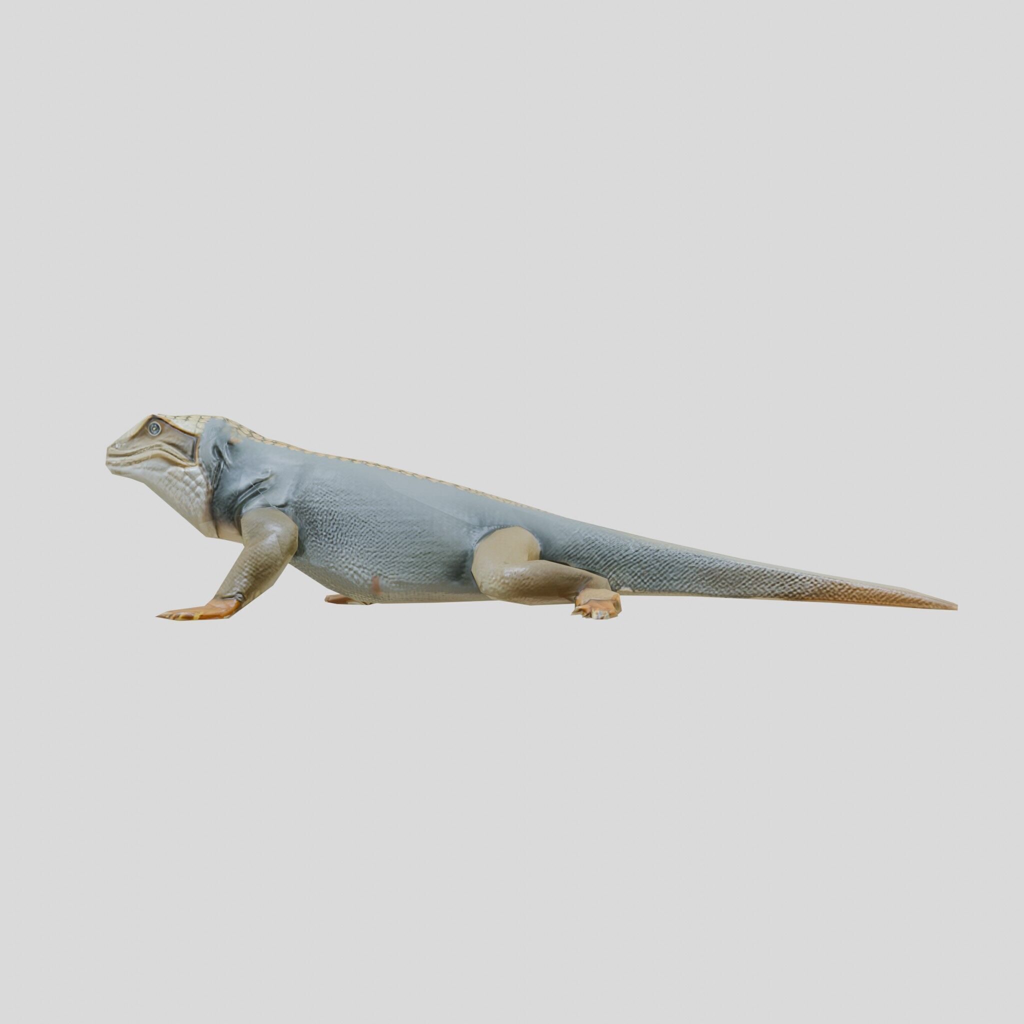 Realistic Lizard Reptile Model for Game and Animation Low-poly 3D model_16