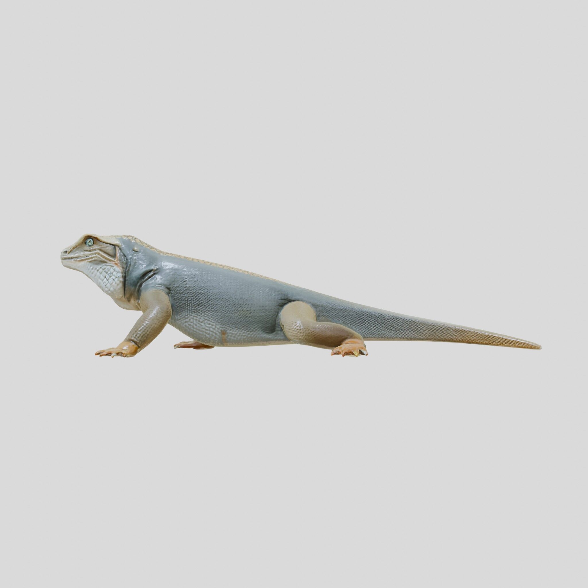 Realistic Lizard Reptile Model for Game and Animation Low-poly 3D model_15
