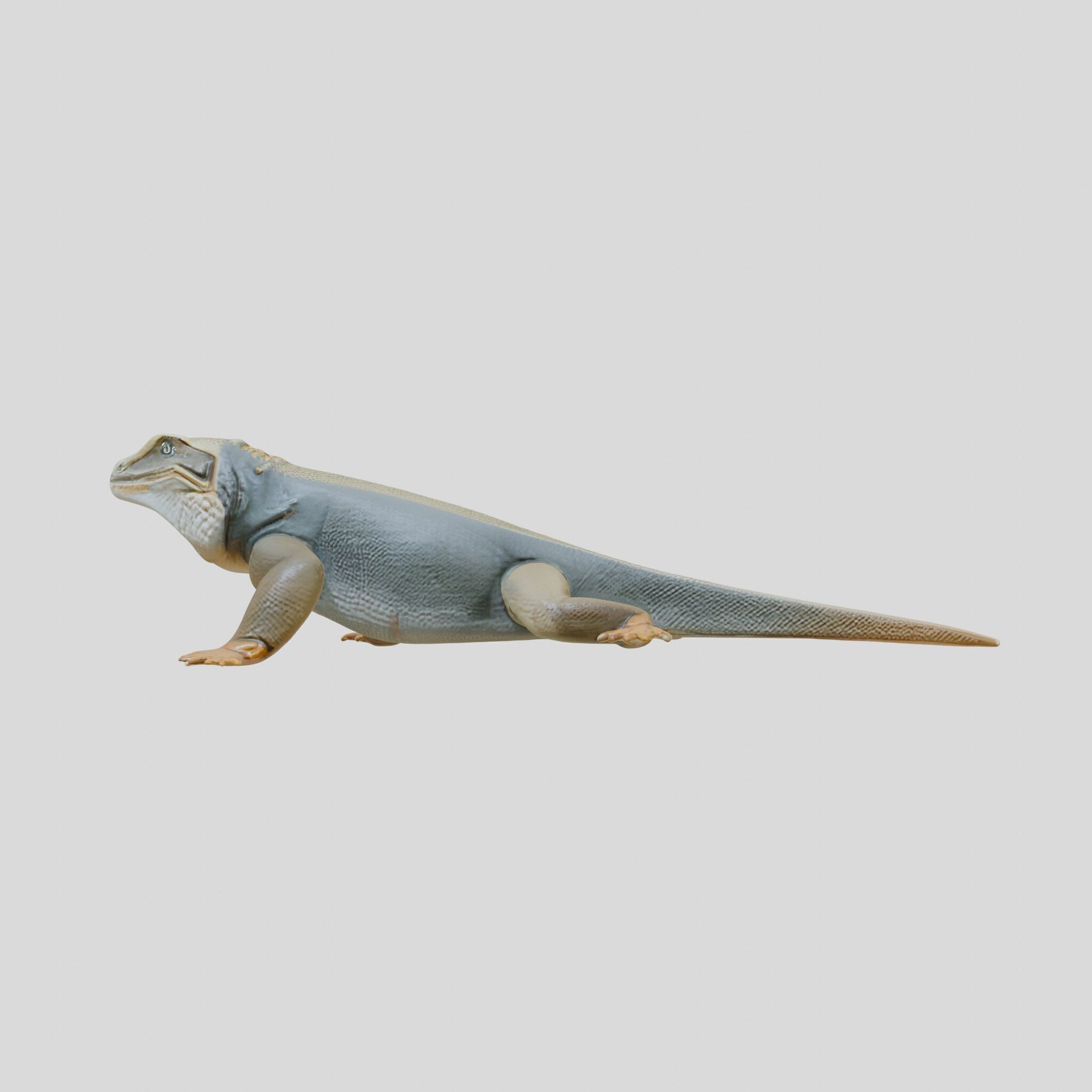 Realistic Lizard Reptile Model for Game and Animation Low-poly 3D model_14