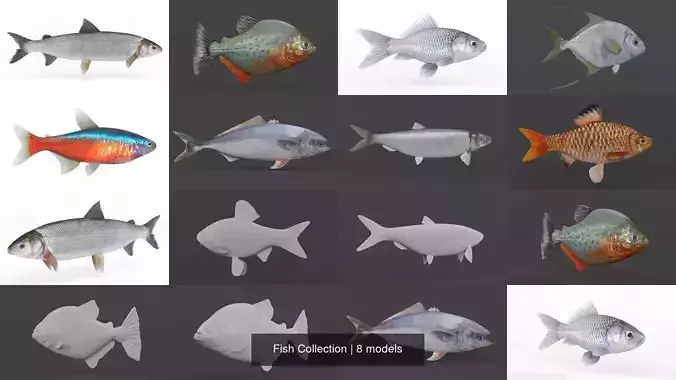 Fish Collection 