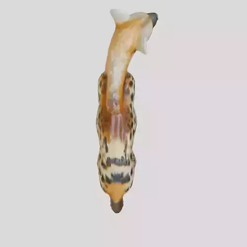 Realistic Spotted Hyena 3D Model with Detailed Textures