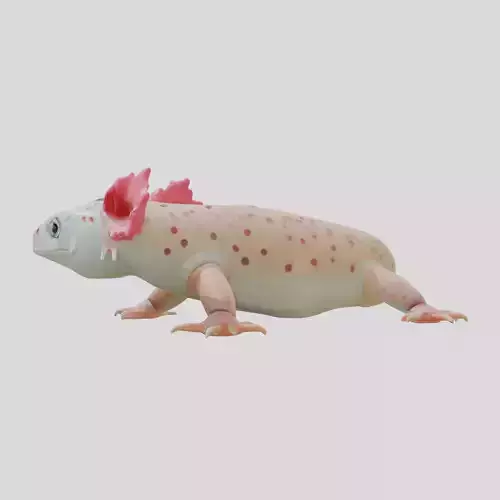 Axolotl Amphibian Creature Realistic 3D Model Low-poly 3D model