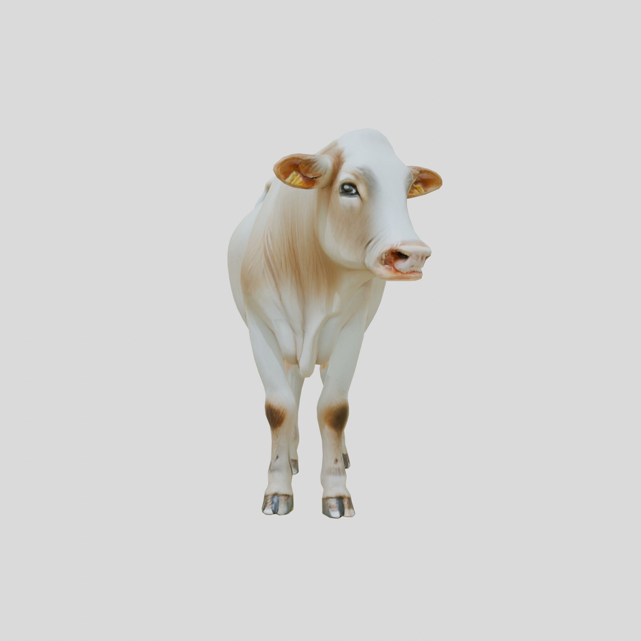 Detailed Realistic 3D Model of a Cow Low-poly 3D model_15