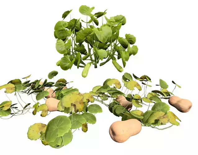 Squash Plants Pack Low-poly 3D model