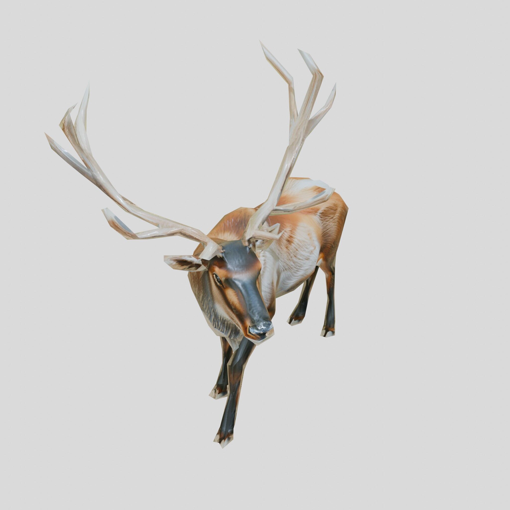 Realistic Elk with Majestic Antlers 3D Model Low-poly 3D model_22