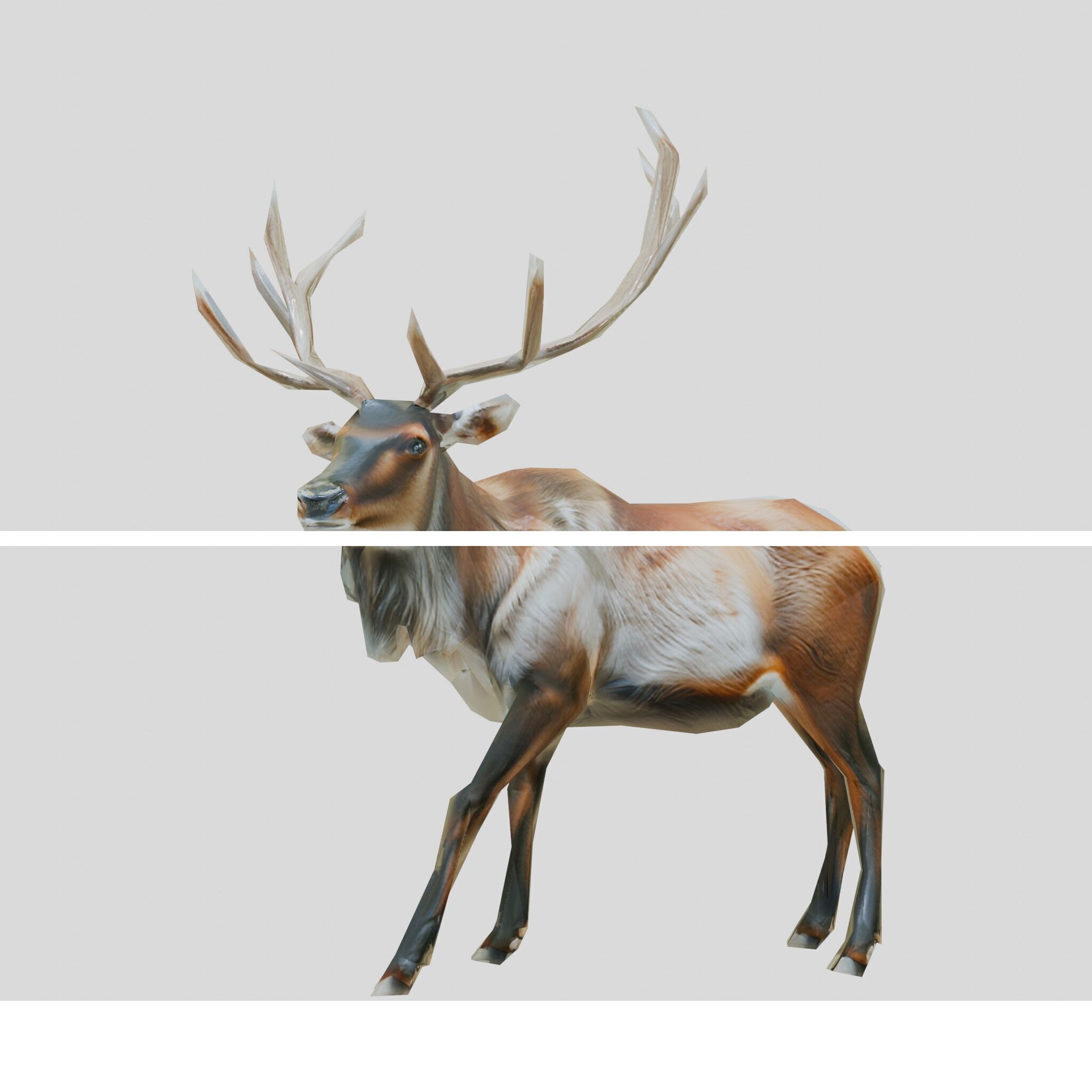 Realistic Elk with Majestic Antlers 3D Model Low-poly 3D model_16