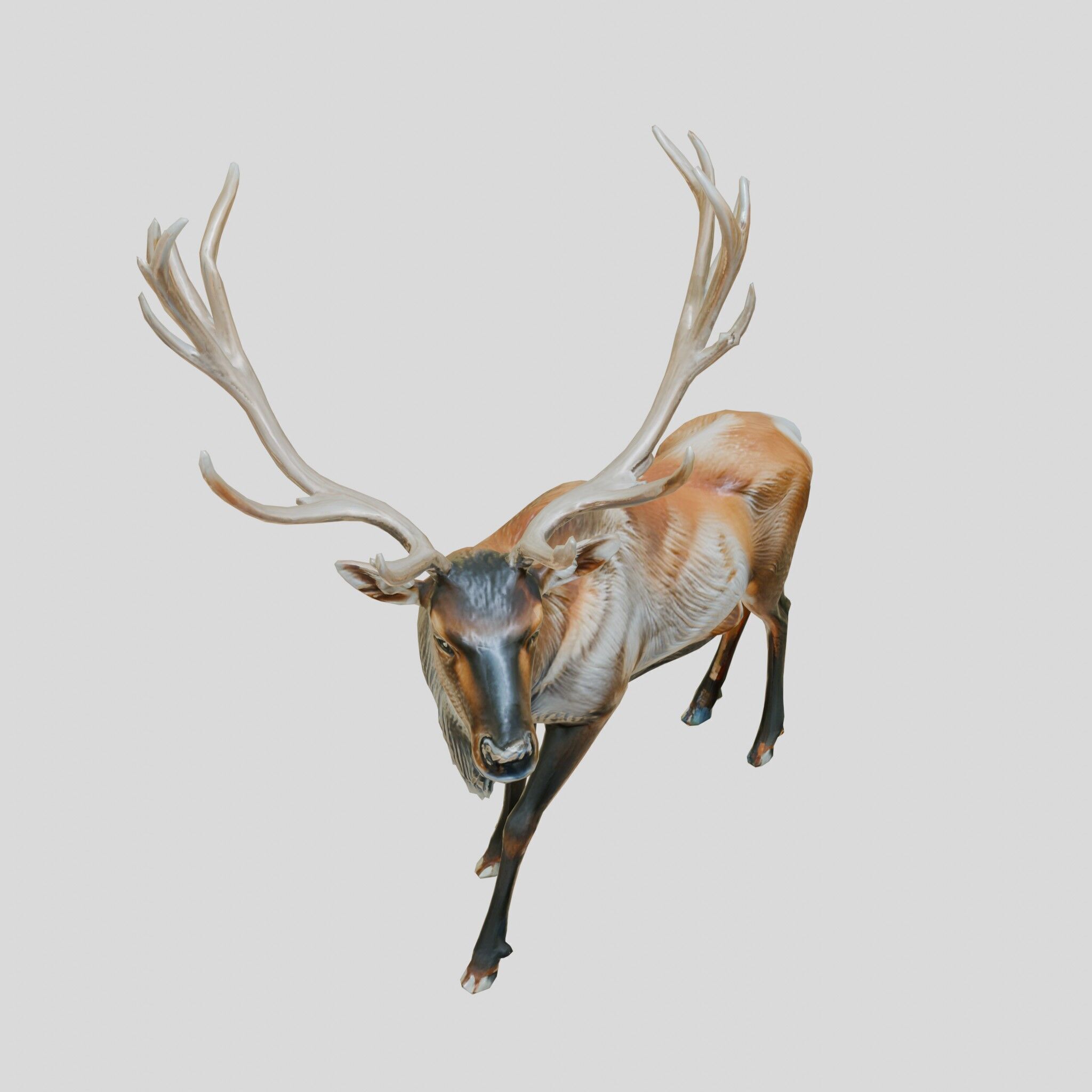 Realistic Elk with Majestic Antlers 3D Model Low-poly 3D model_21