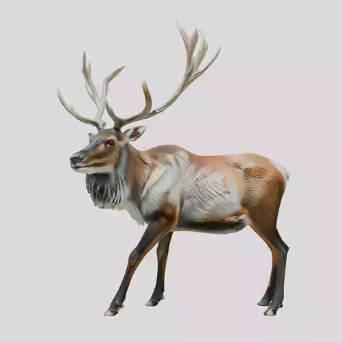 Realistic Elk with Majestic Antlers 3D Model
