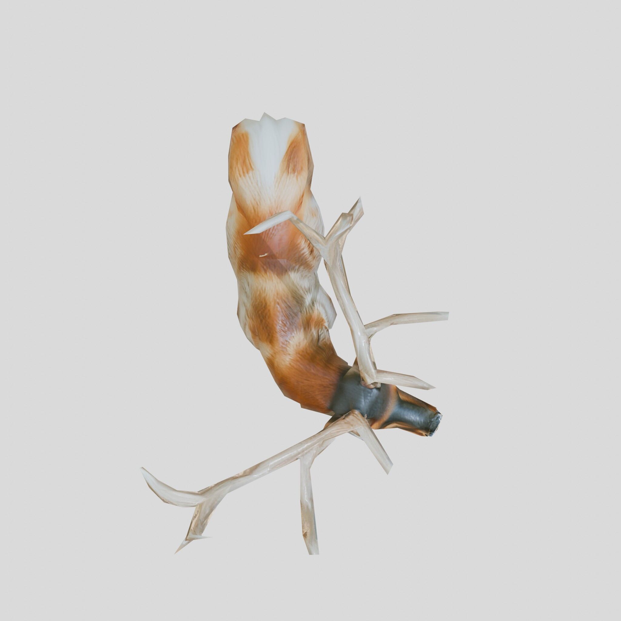 Realistic Elk with Majestic Antlers 3D Model Low-poly 3D model_4