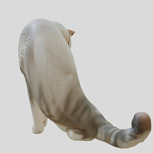 Domestic Cat Sitting Pose Model Low-poly 3D model