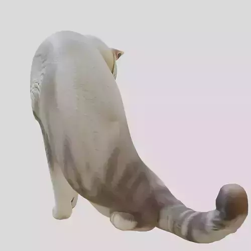 Domestic Cat Sitting Pose Model