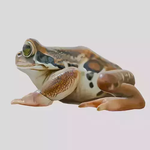 Realistic Tropical Frog 3D Model with High-Quality Textures