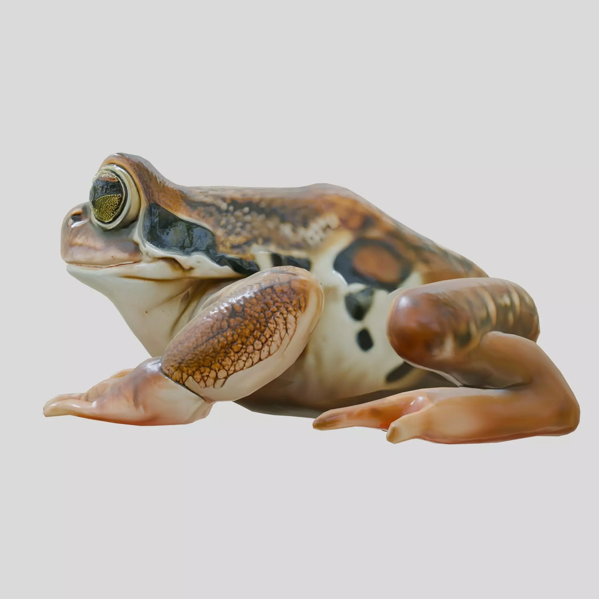Realistic Tropical Frog 3D Model with High-Quality Textures Low-poly 3D model_0