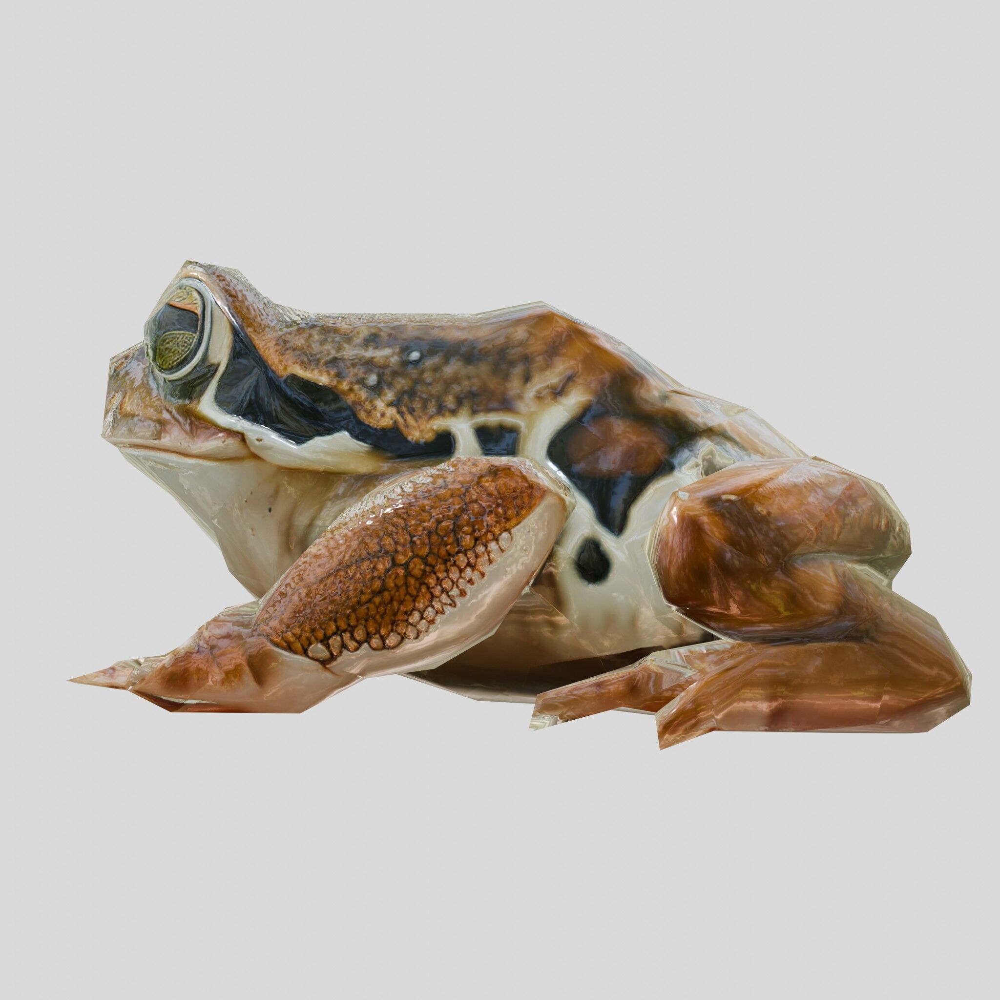Realistic Tropical Frog 3D Model with High-Quality Textures Low-poly 3D model_4