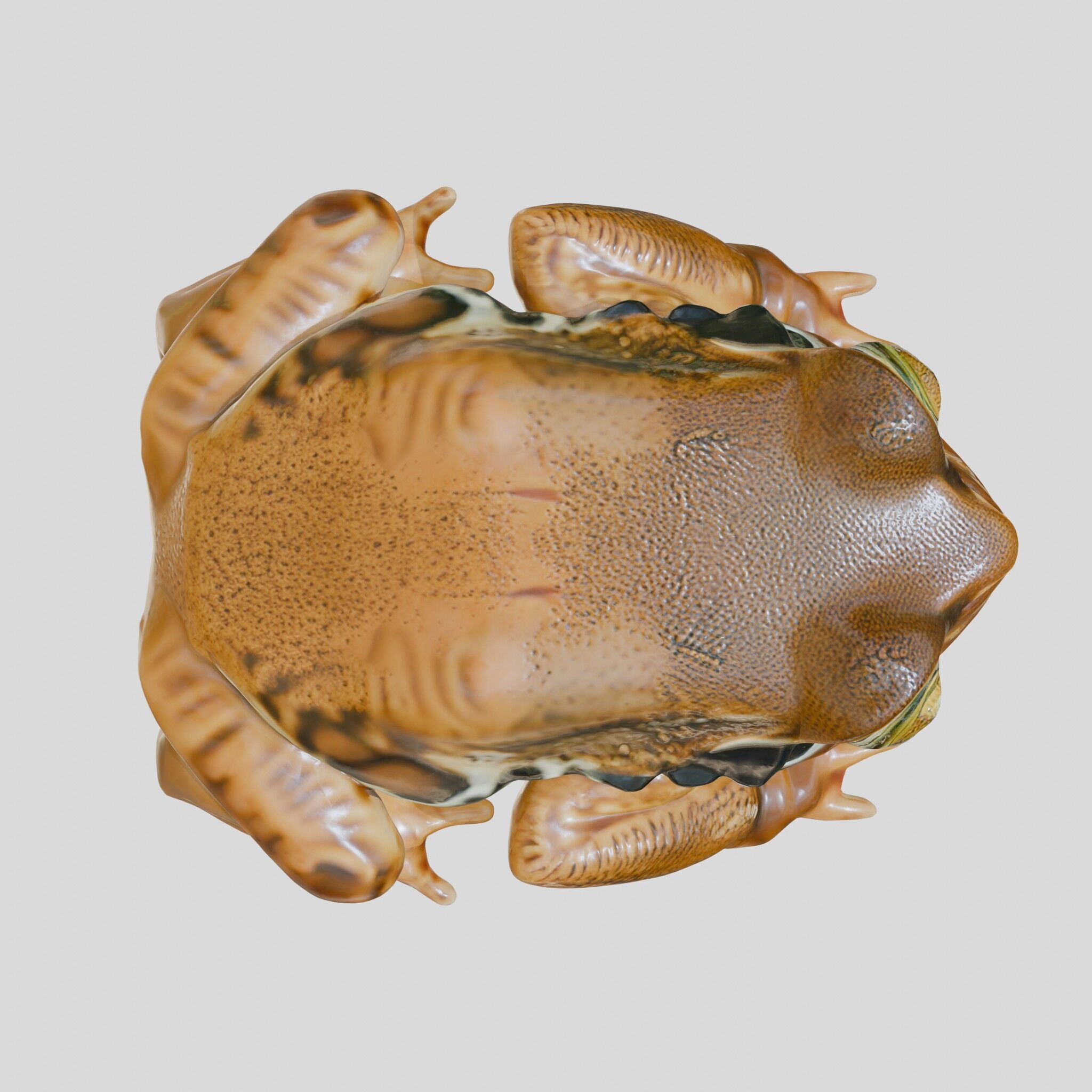 Realistic Tropical Frog 3D Model with High-Quality Textures Low-poly 3D model_20