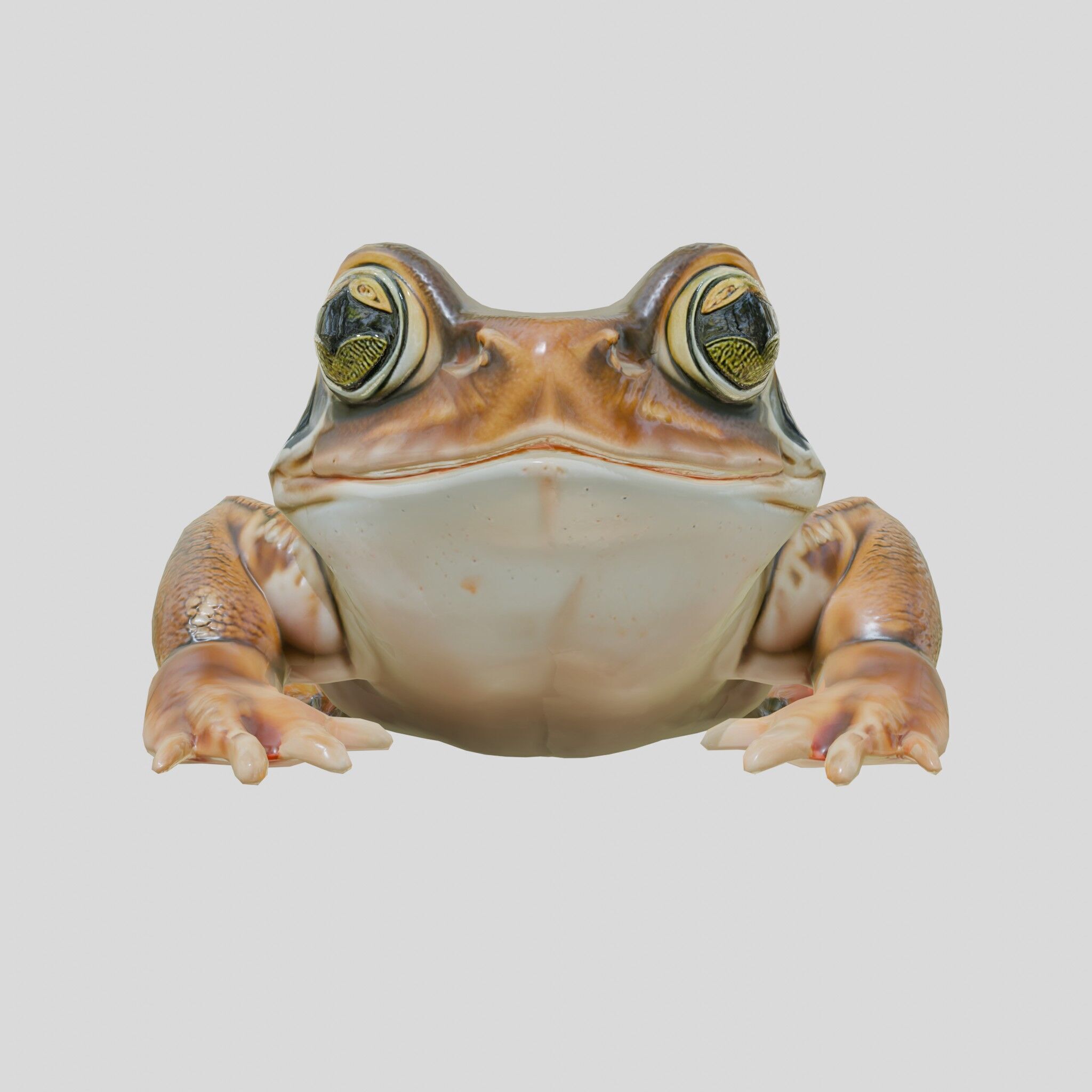 Realistic Tropical Frog 3D Model with High-Quality Textures Low-poly 3D model_15