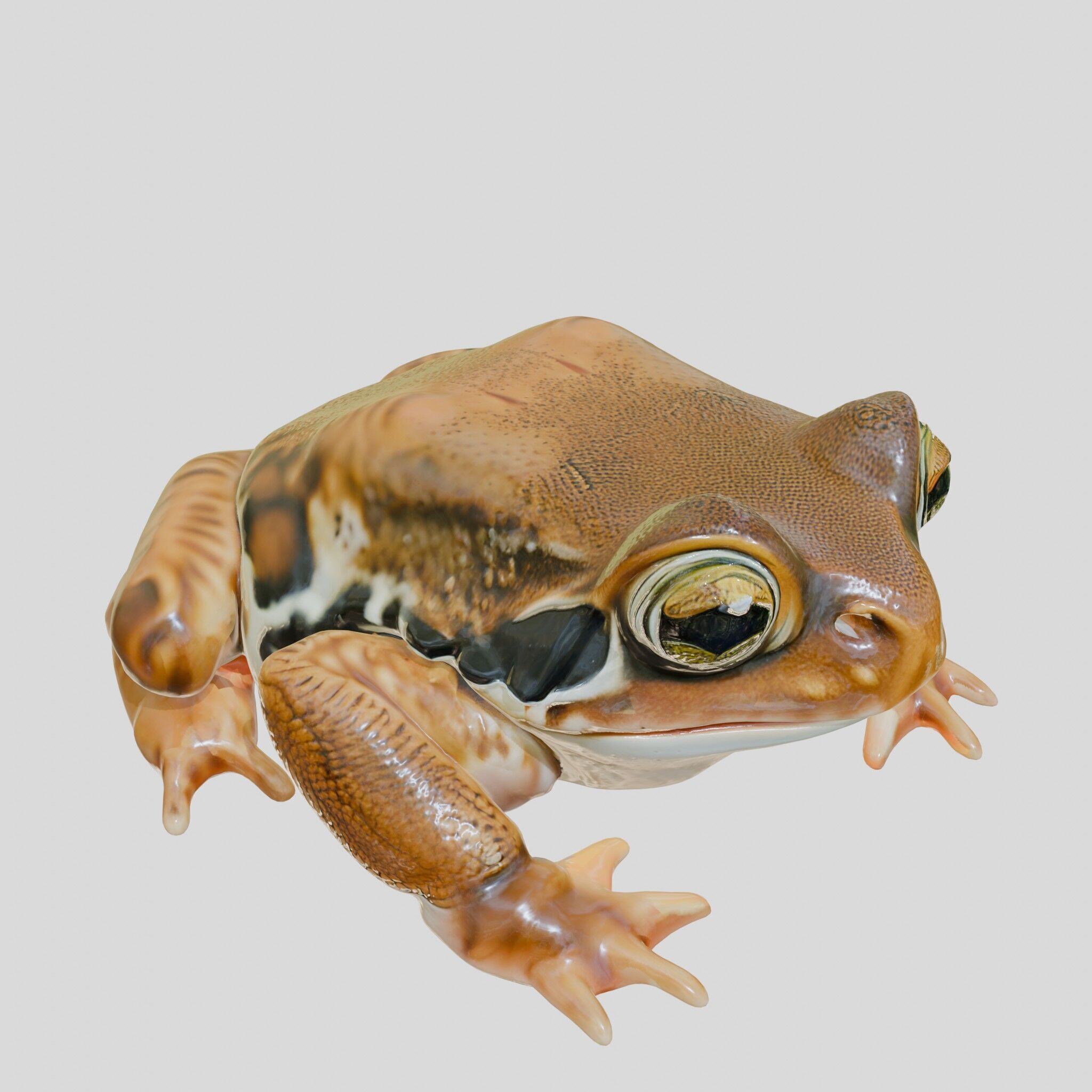 Realistic Tropical Frog 3D Model with High-Quality Textures Low-poly 3D model_8