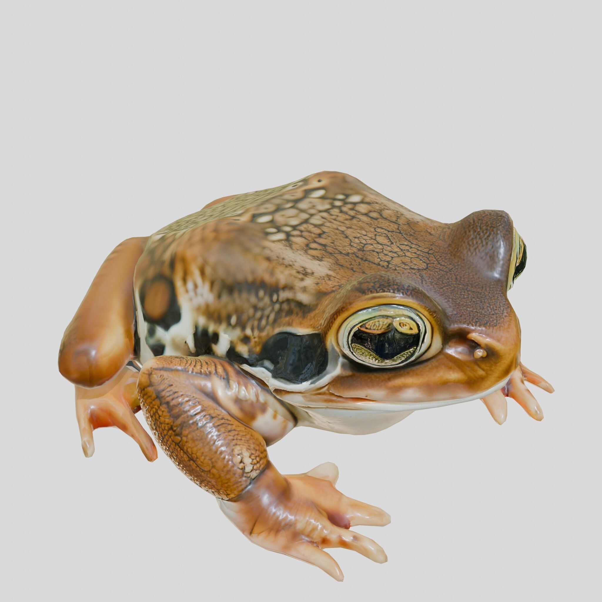 Realistic Tropical Frog 3D Model with High-Quality Textures Low-poly 3D model_9