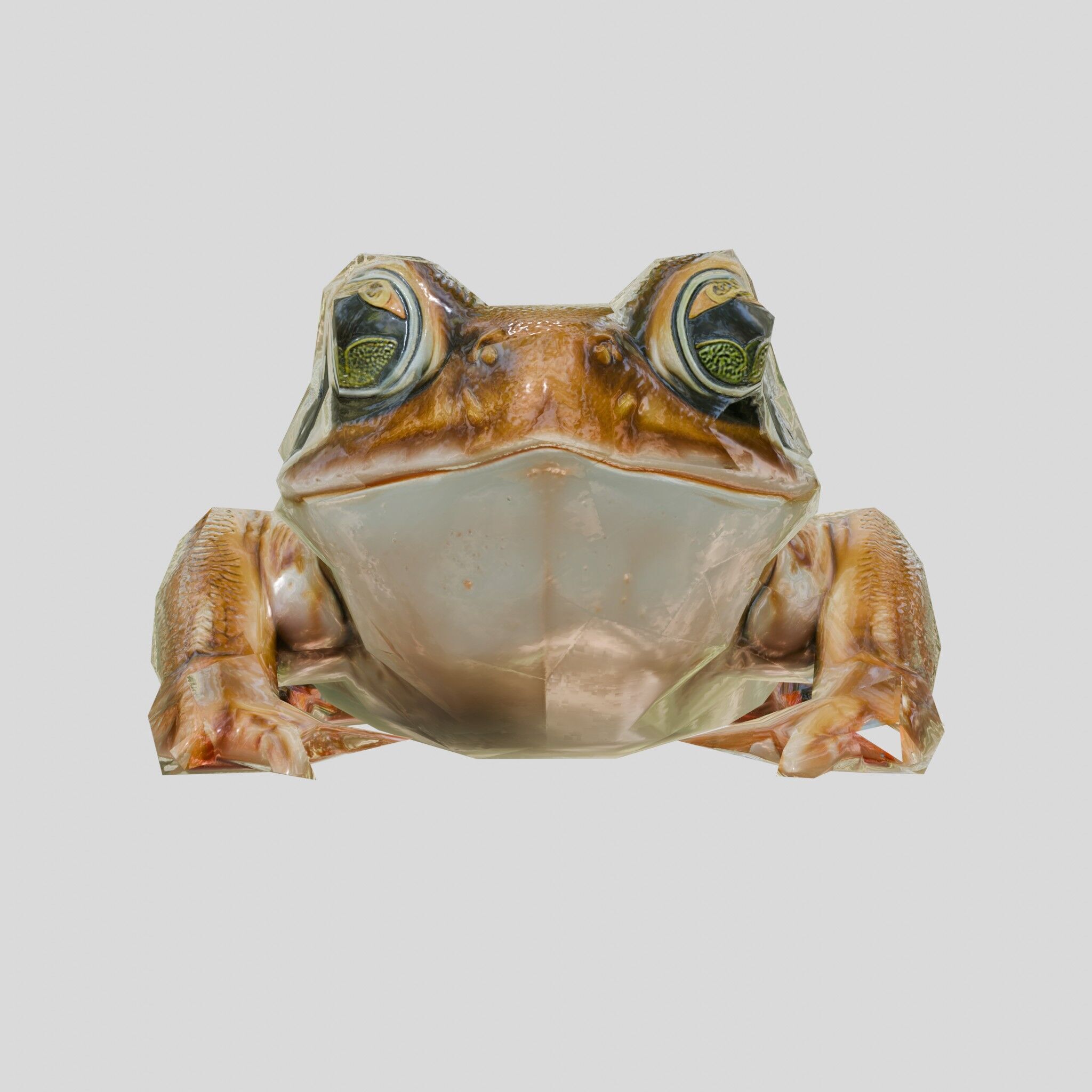 Realistic Tropical Frog 3D Model with High-Quality Textures Low-poly 3D model_16