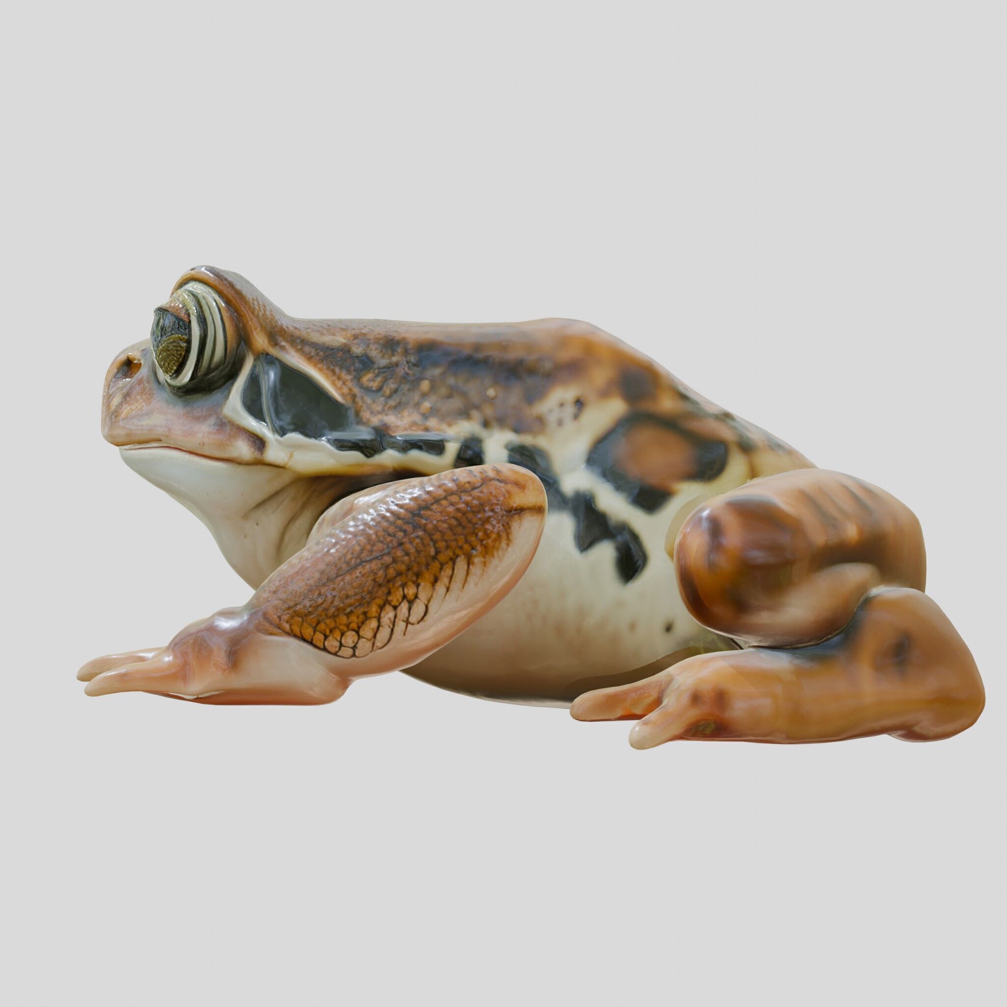 Realistic Tropical Frog 3D Model with High-Quality Textures Low-poly 3D model_2