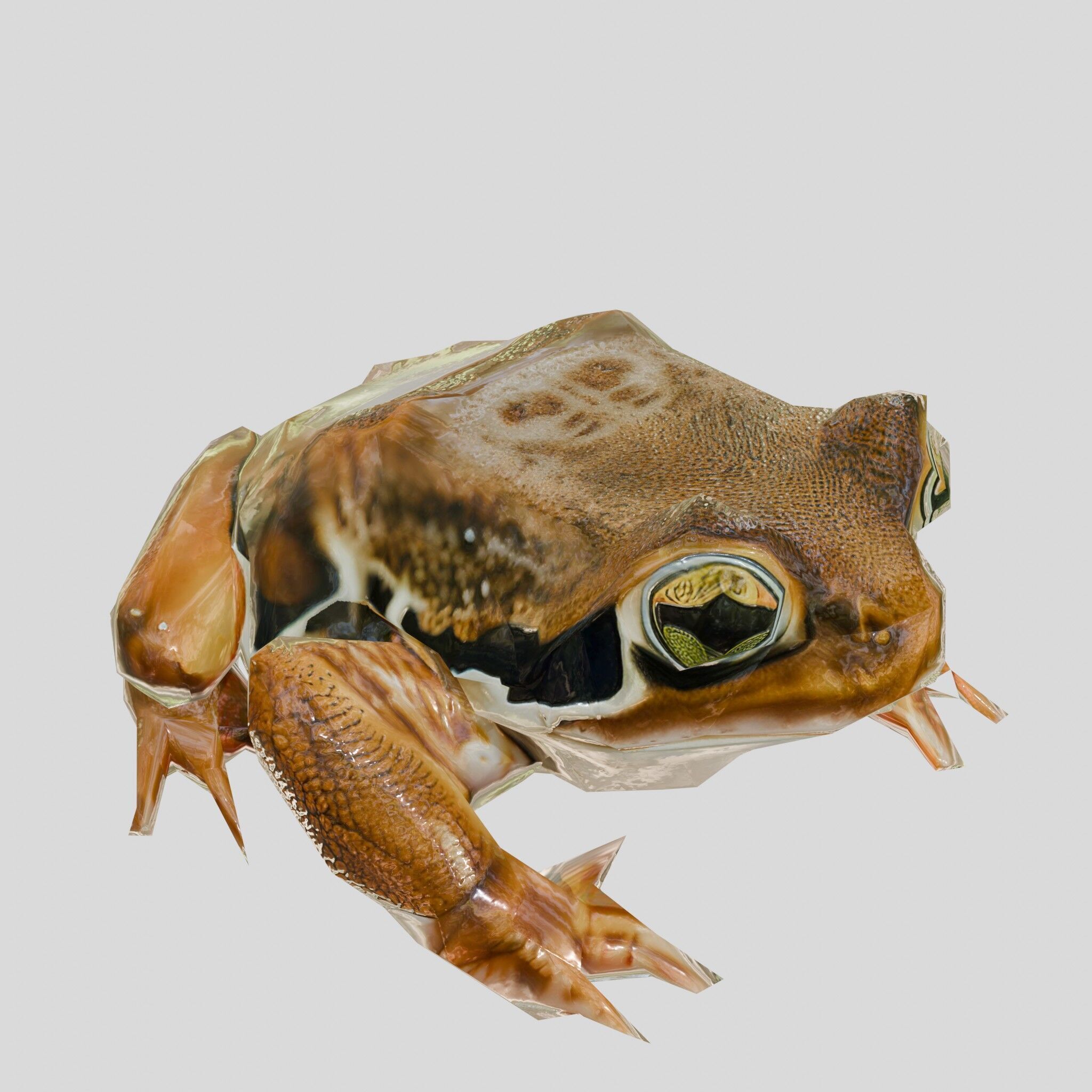 Realistic Tropical Frog 3D Model with High-Quality Textures Low-poly 3D model_10