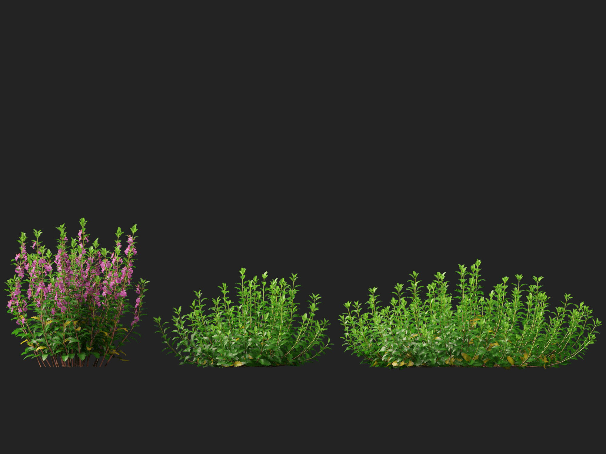 HighPoly- LowPoly Teucrium chamaedrys - wall germander  Low-poly 3D model_7