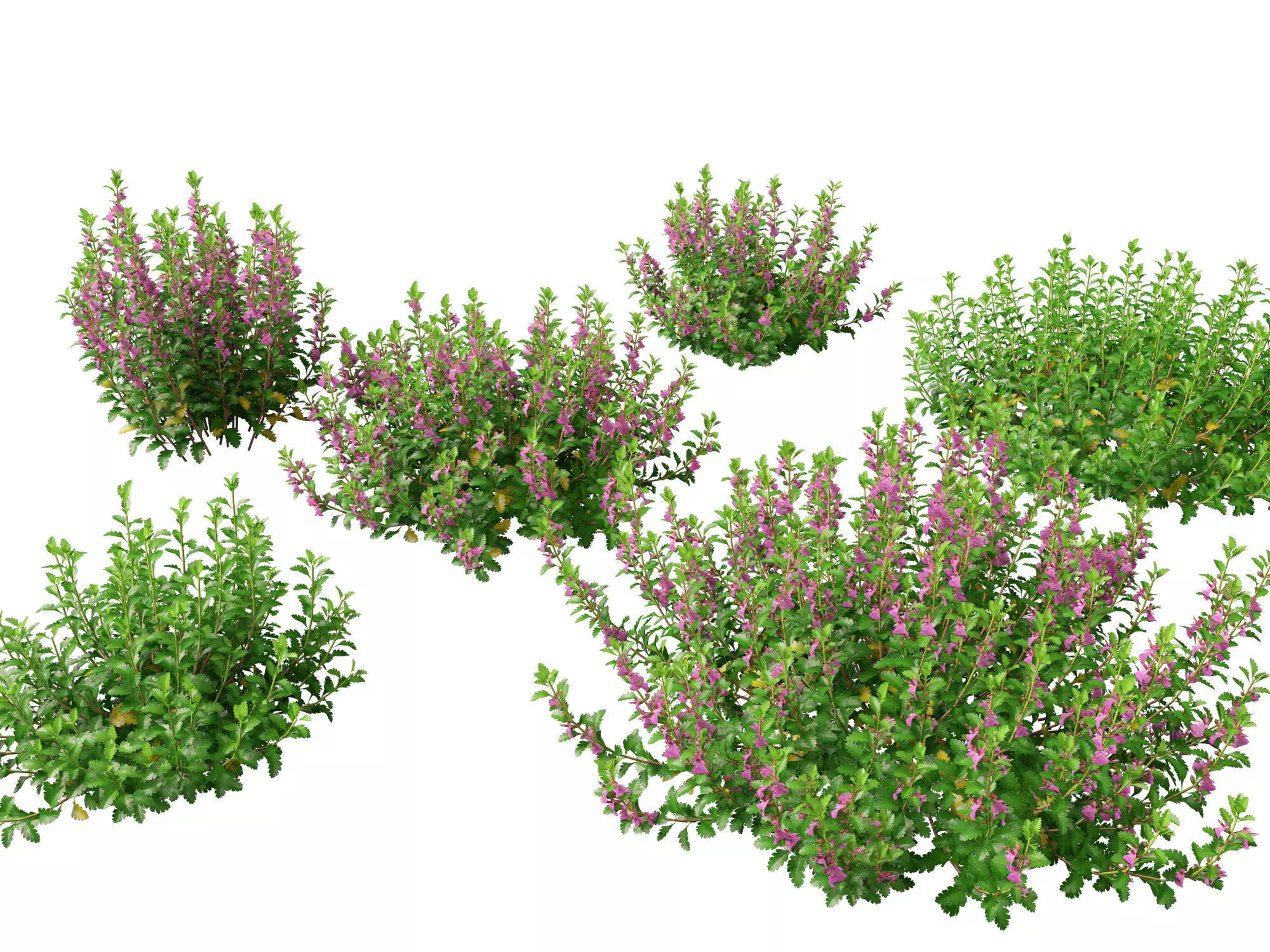 HighPoly- LowPoly Teucrium chamaedrys - wall germander  Low-poly 3D model_0