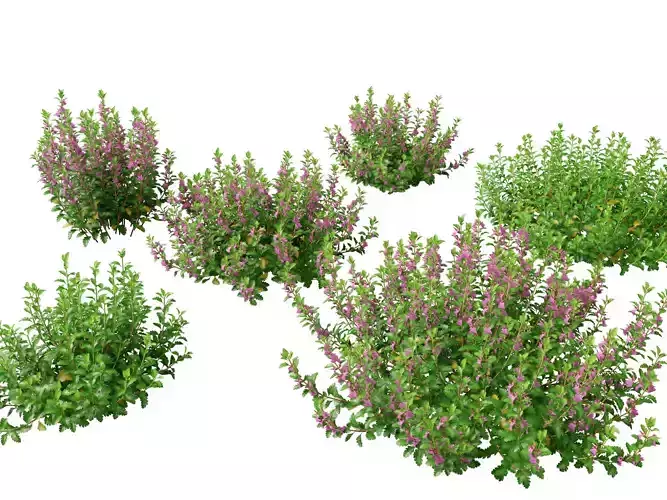 HighPoly- LowPoly Teucrium chamaedrys - wall germander  Low-poly 3D model