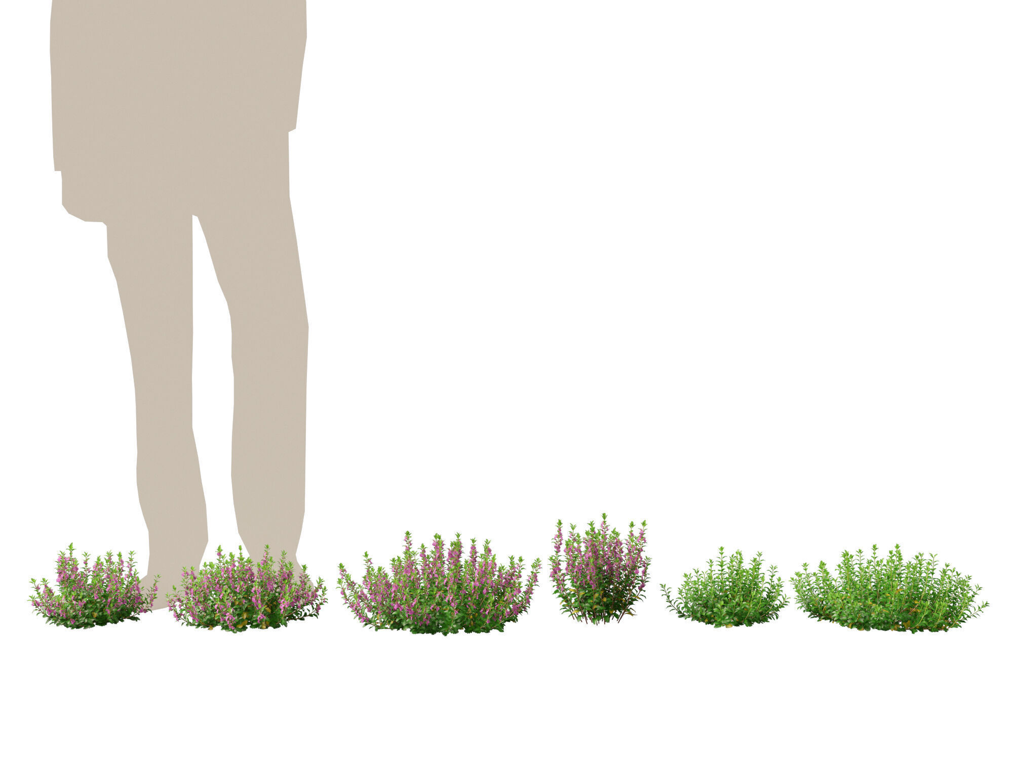 HighPoly- LowPoly Teucrium chamaedrys - wall germander  Low-poly 3D model_1