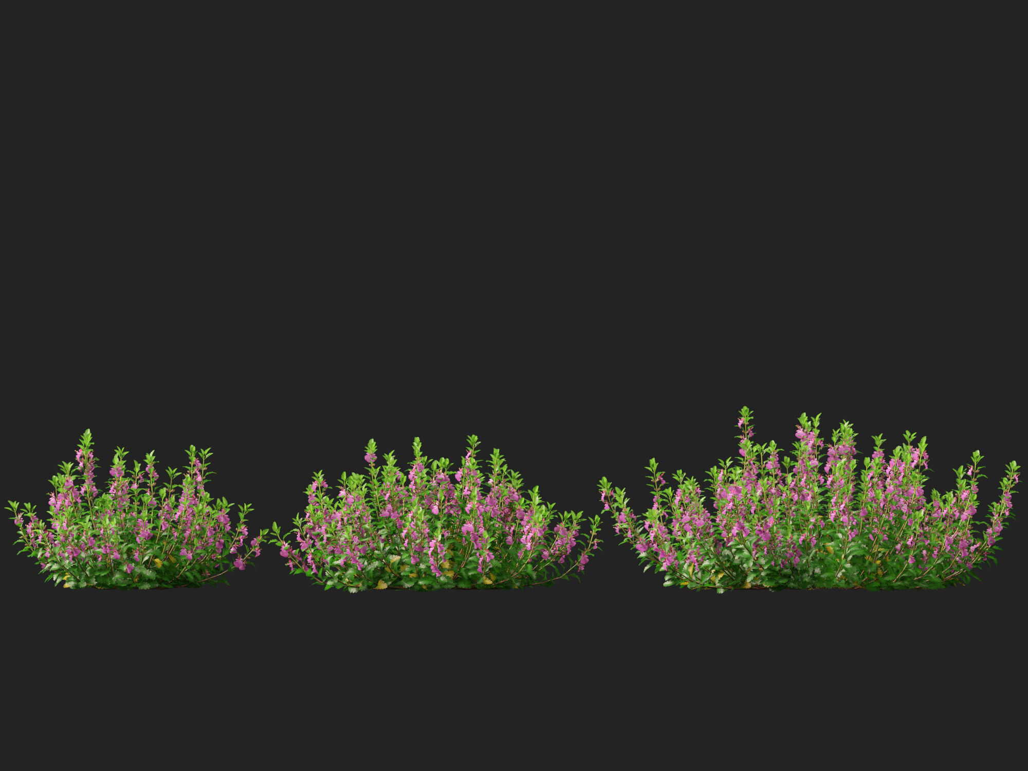 HighPoly- LowPoly Teucrium chamaedrys - wall germander  Low-poly 3D model_5