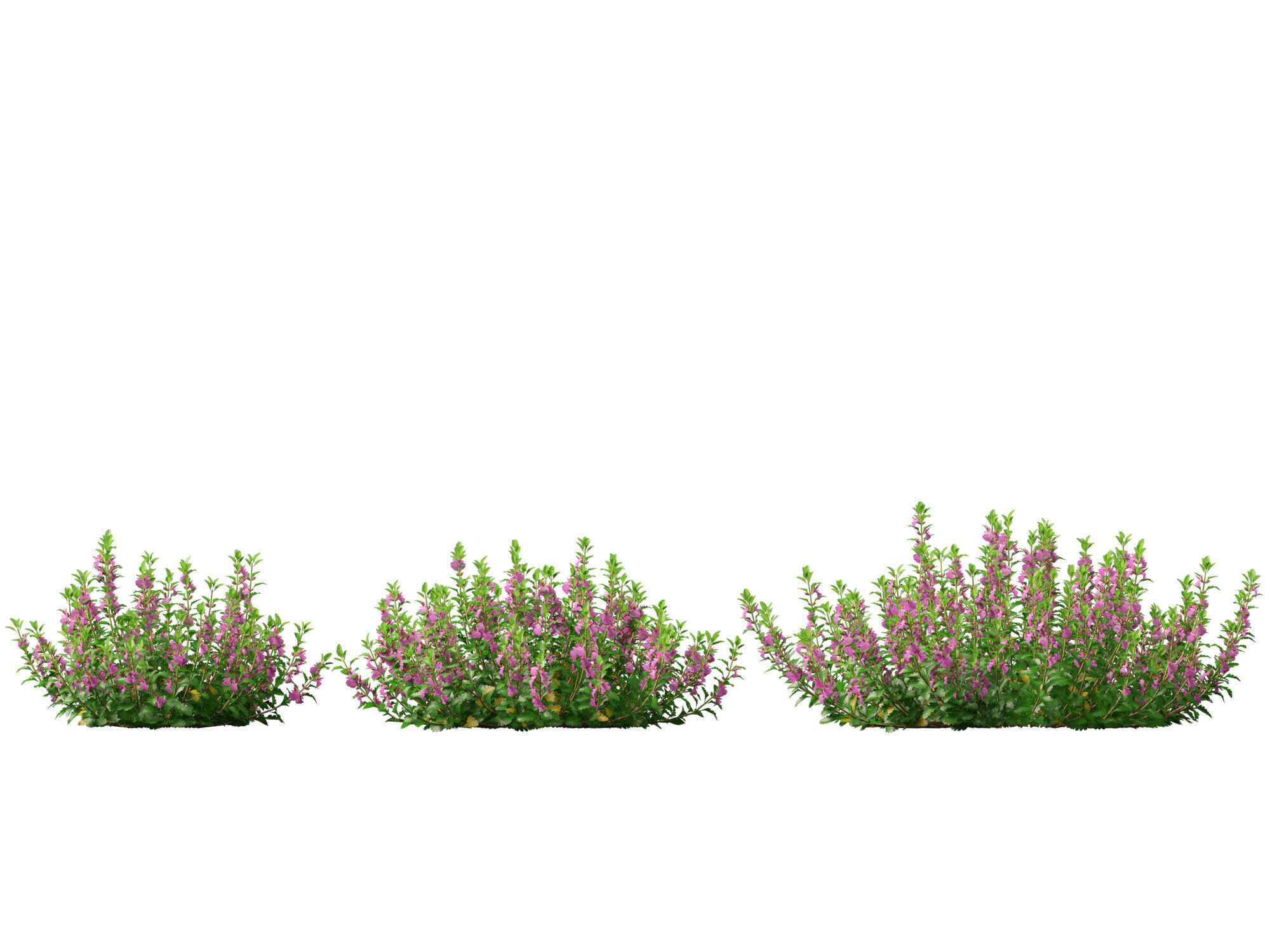 HighPoly- LowPoly Teucrium chamaedrys - wall germander  Low-poly 3D model_4