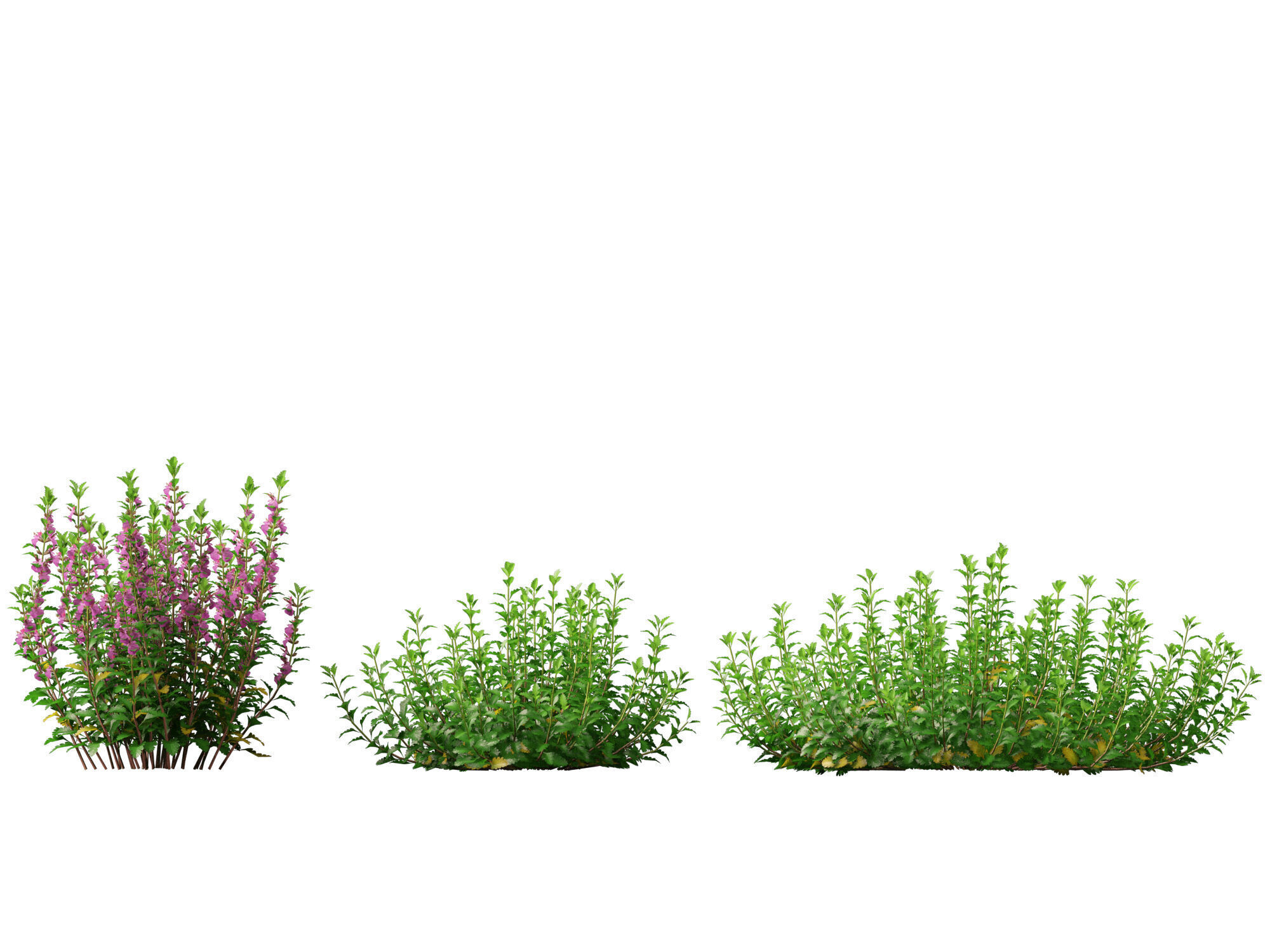 HighPoly- LowPoly Teucrium chamaedrys - wall germander  Low-poly 3D model_6