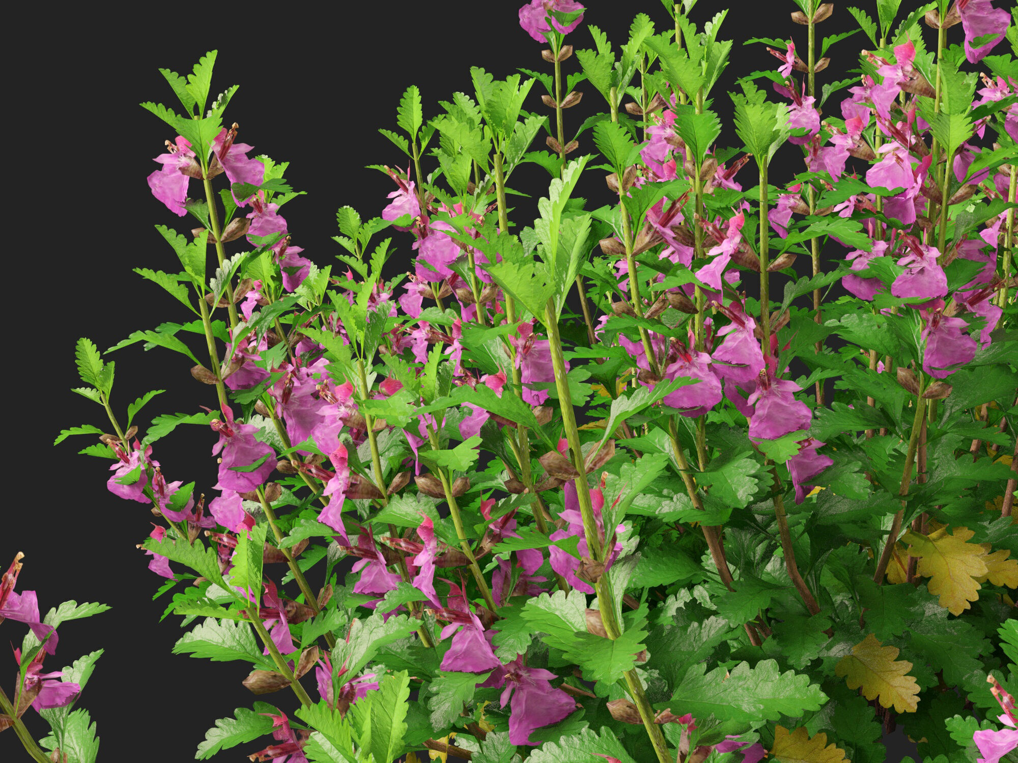 HighPoly- LowPoly Teucrium chamaedrys - wall germander  Low-poly 3D model_2