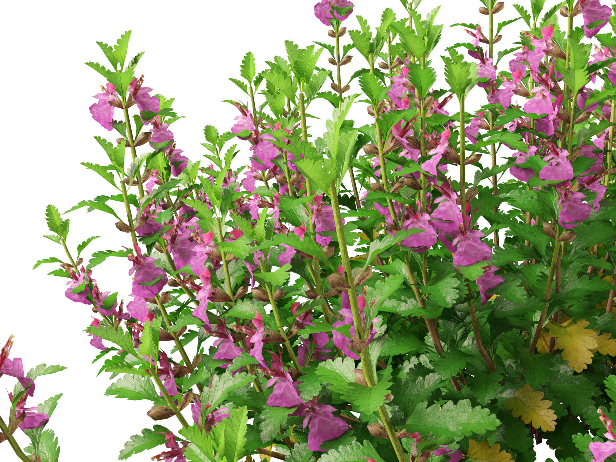 HighPoly- LowPoly Teucrium chamaedrys - wall germander  Low-poly 3D model_9