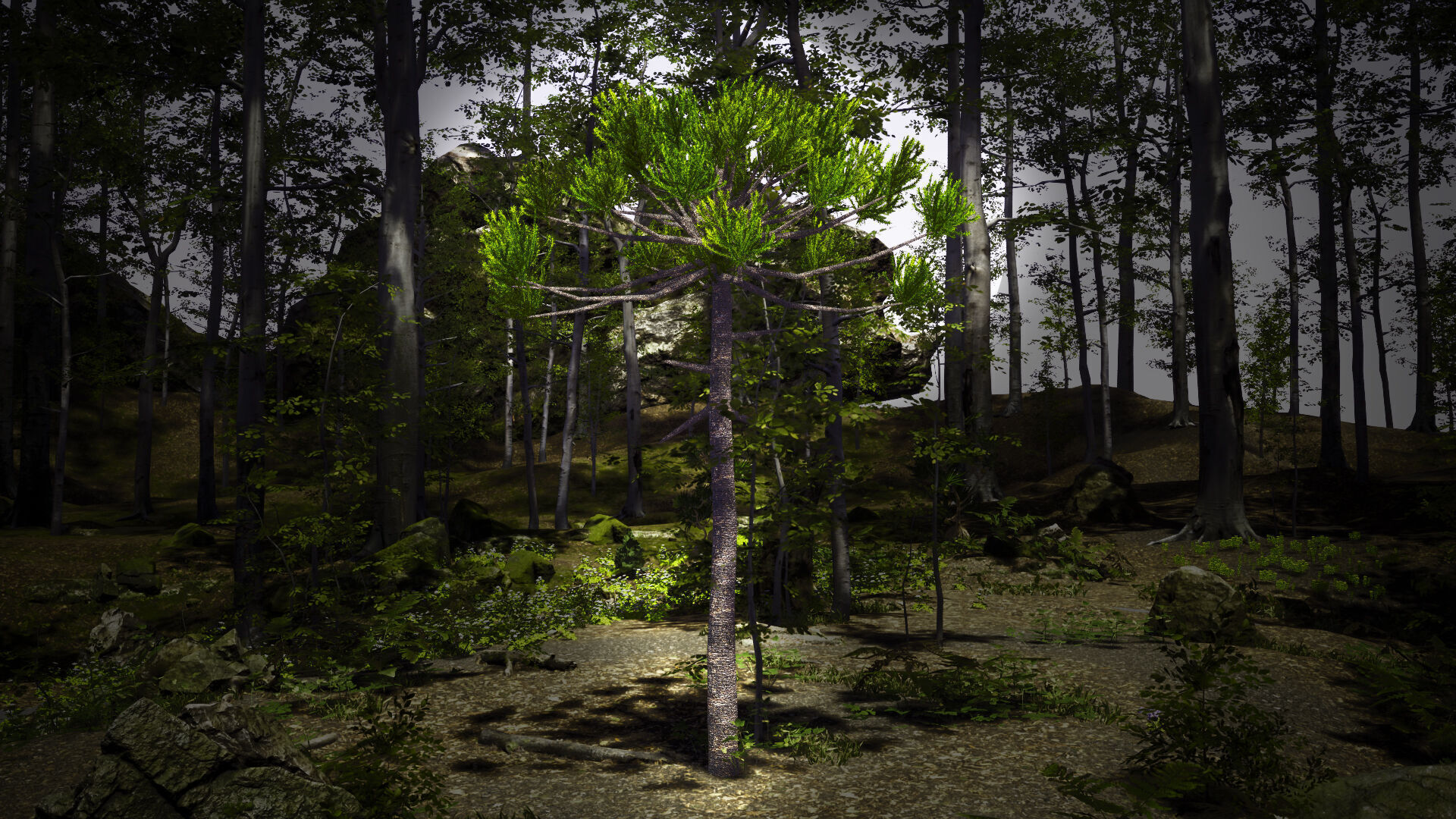 Critically Endangered Plant - 4 Araucaria angustifolia Tree Low-poly 3D model_2