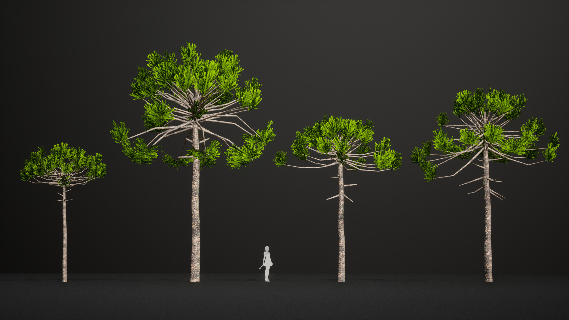 Critically Endangered Plant - 4 Araucaria angustifolia Tree Low-poly 3D model_3