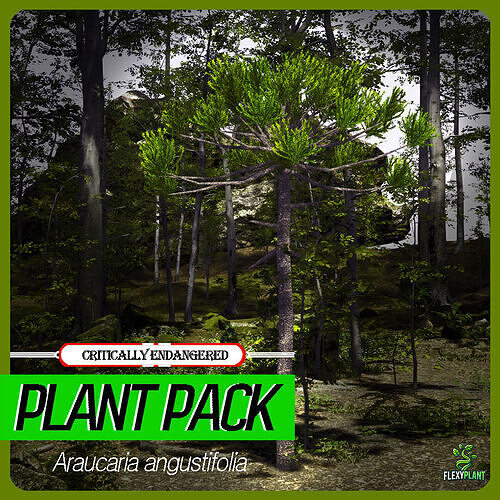 Critically Endangered Plant - 4 Araucaria angustifolia Tree Low-poly 3D model