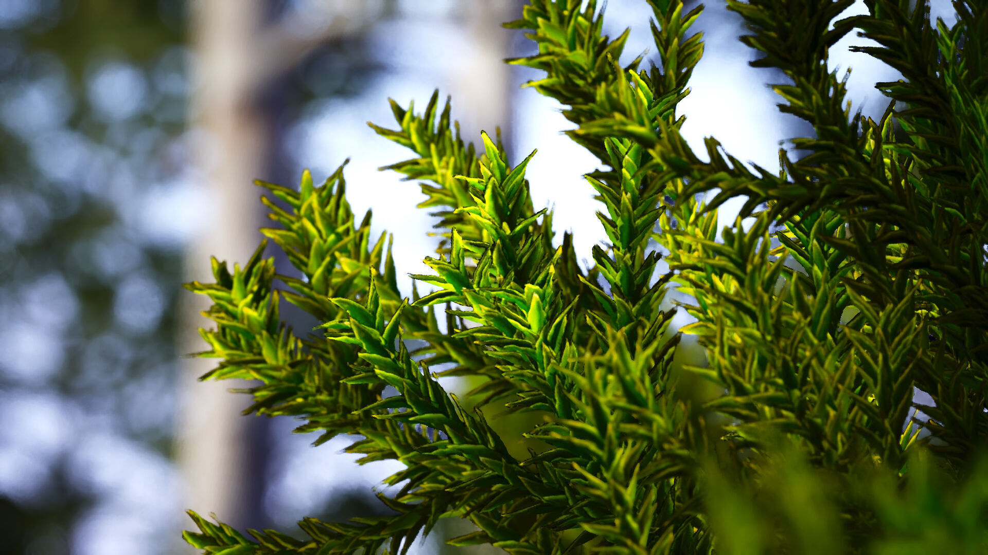 Critically Endangered Plant - 4 Araucaria angustifolia Tree Low-poly 3D model_1