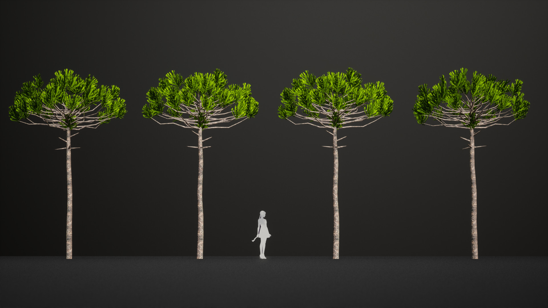 Critically Endangered Plant - 4 Araucaria angustifolia Tree Low-poly 3D model_4