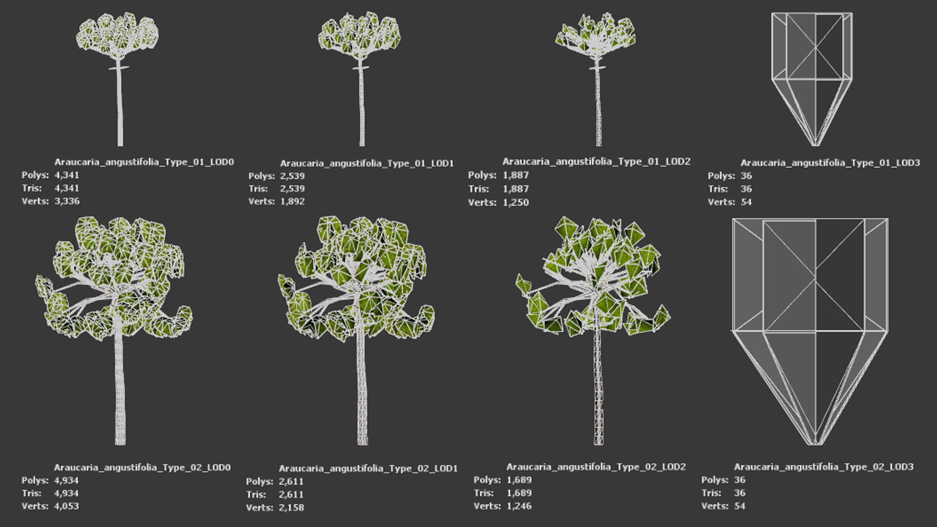Critically Endangered Plant - 4 Araucaria angustifolia Tree Low-poly 3D model_8