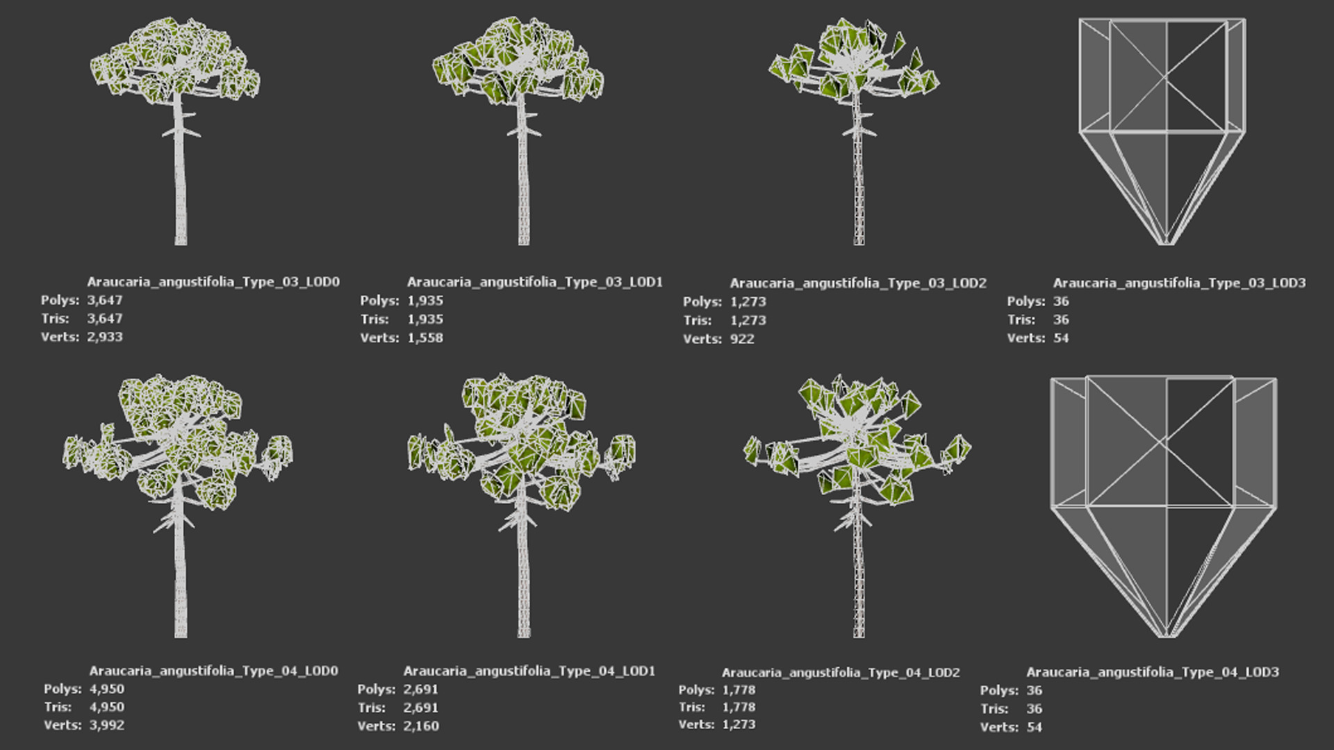 Critically Endangered Plant - 4 Araucaria angustifolia Tree Low-poly 3D model_9