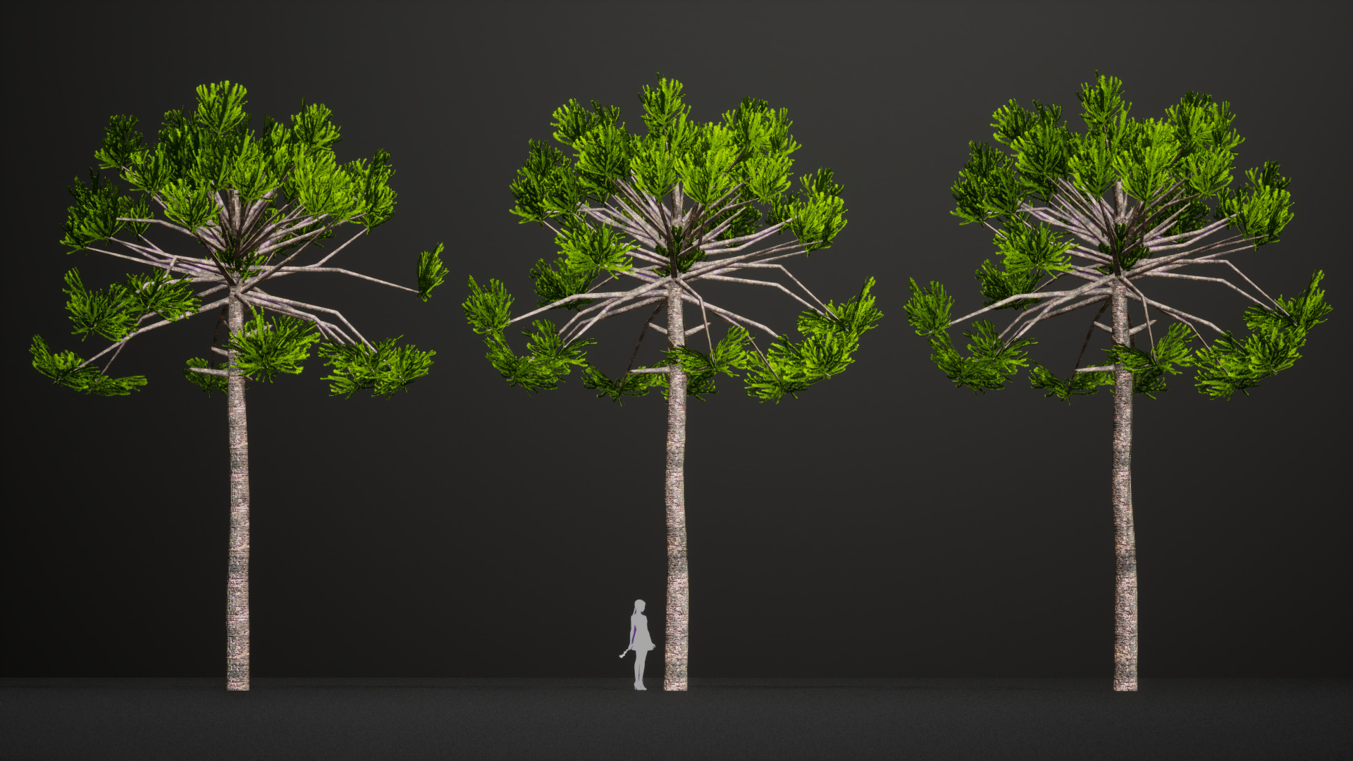 Critically Endangered Plant - 4 Araucaria angustifolia Tree Low-poly 3D model_5