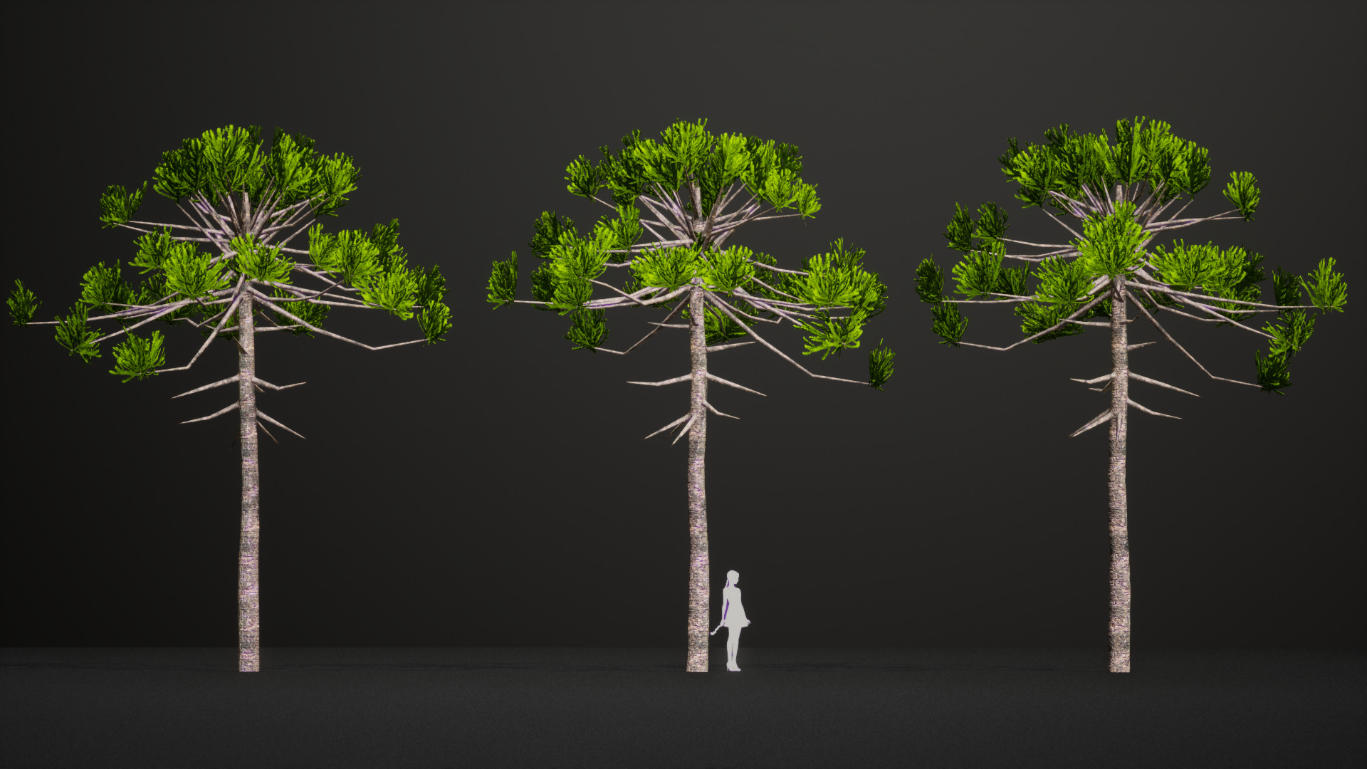 Critically Endangered Plant - 4 Araucaria angustifolia Tree Low-poly 3D model_7