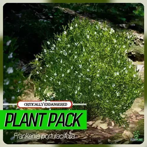 Critically Endangered Plant -4 Frankenia portulacifolia Flower