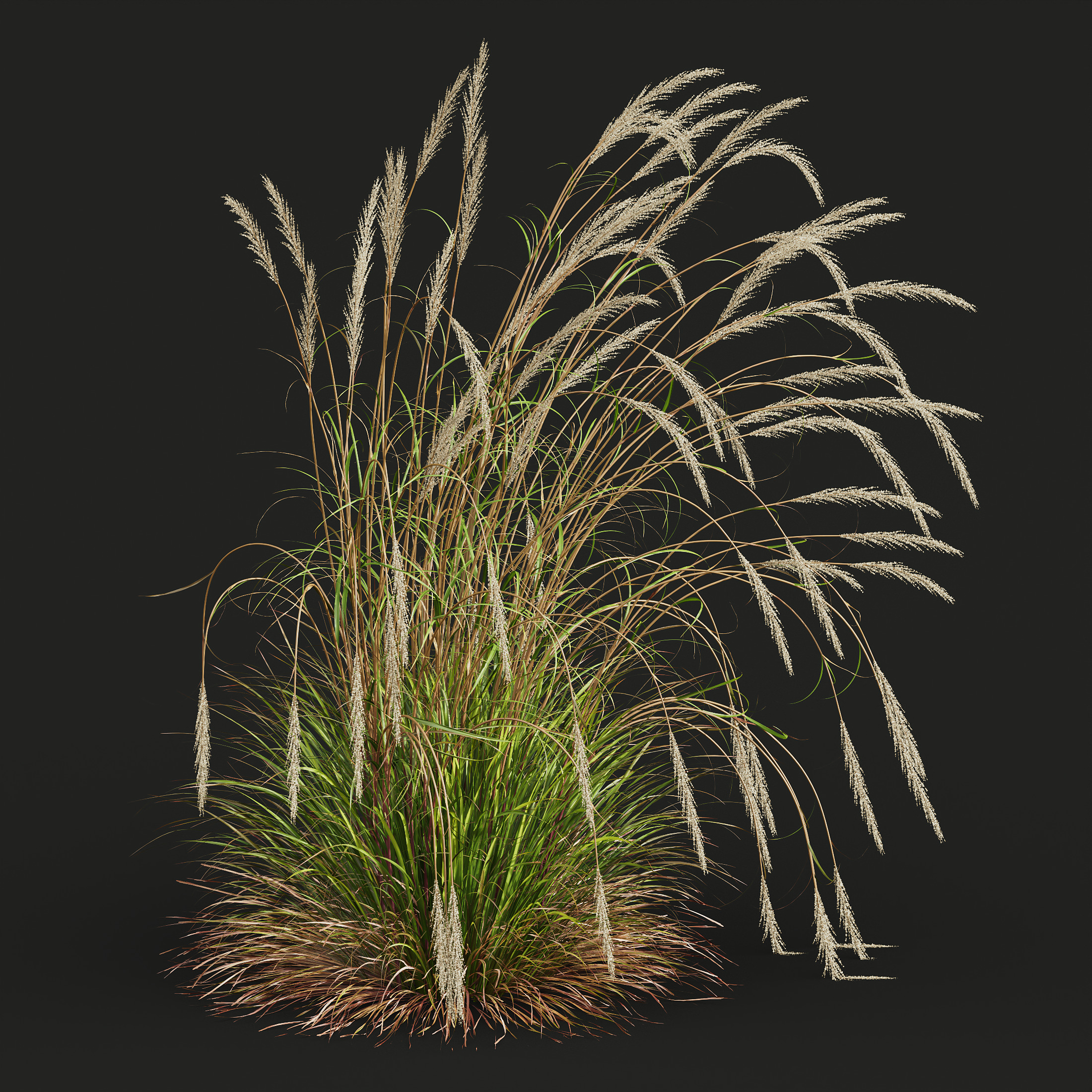 AV Calamagrostis Acutiflora Karl Foerster and Aurea Grasses 3D model_3