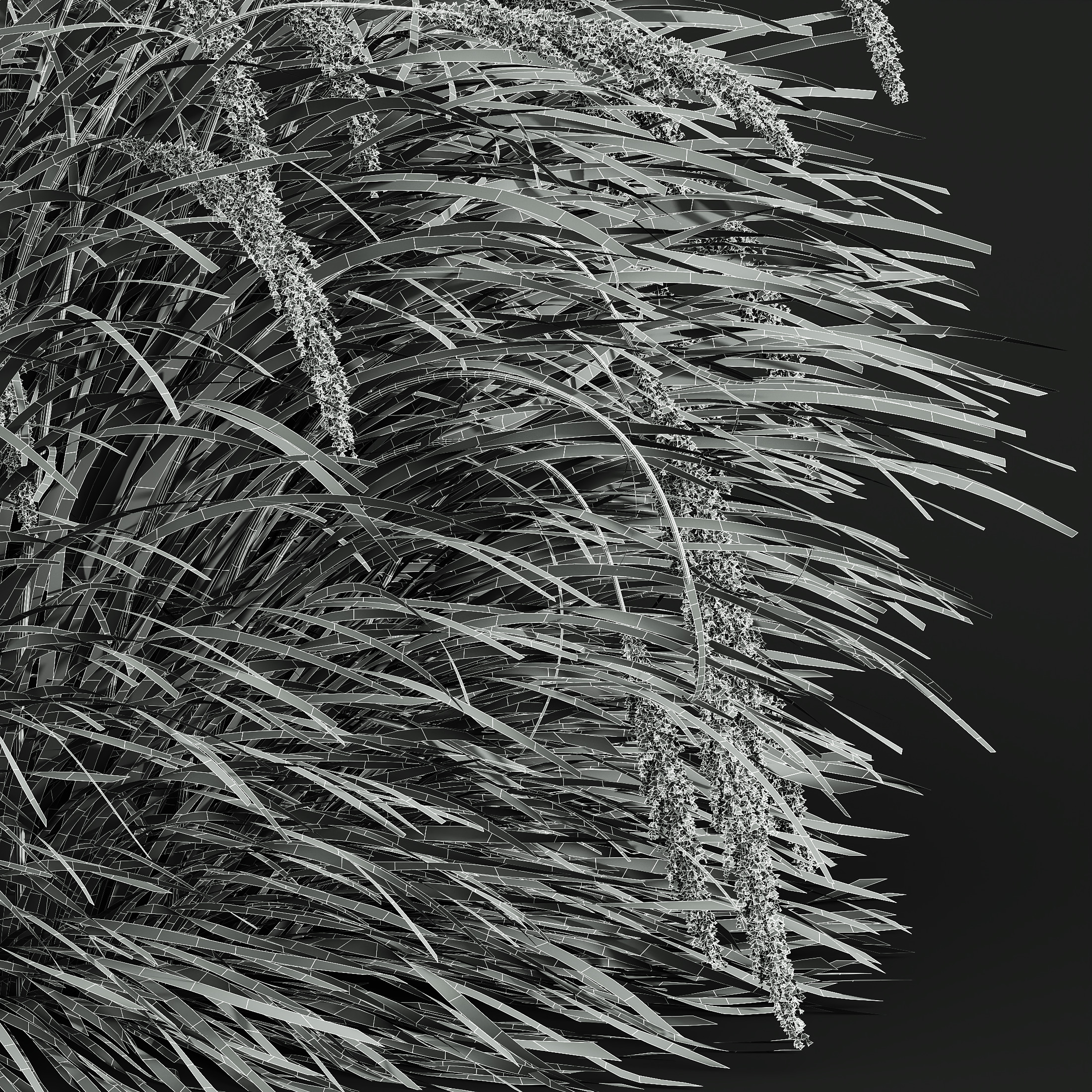 AV Calamagrostis Acutiflora Karl Foerster and Aurea Grasses 3D model_9